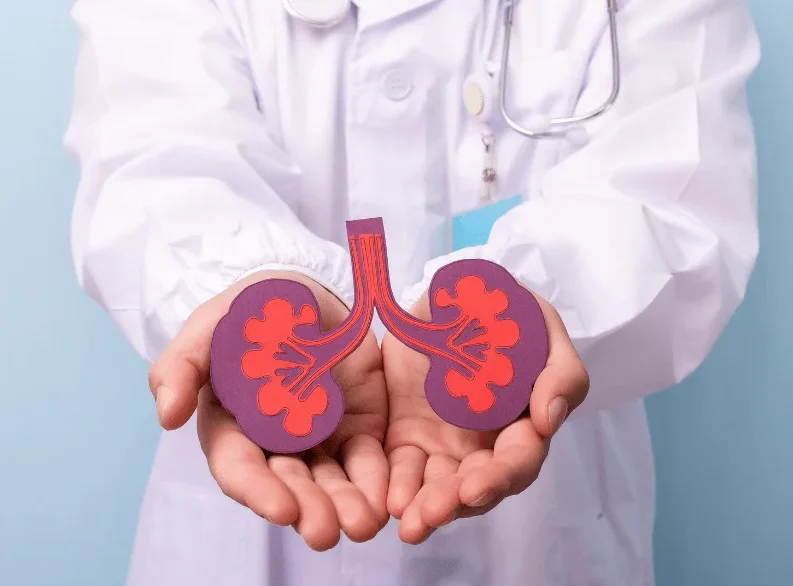 Doctor holding kidney model representing kidney care and treatment