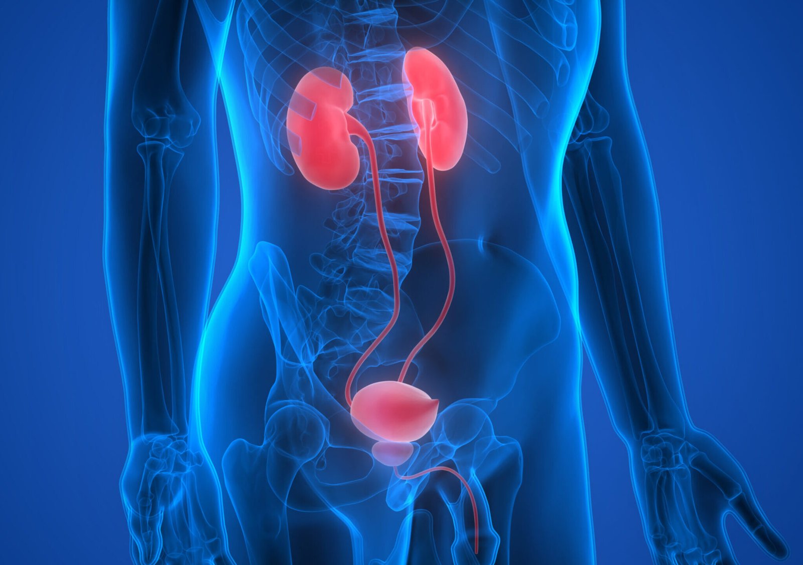 Human urinary system showing kidneys, ureters, bladder and urethra for urology treatment